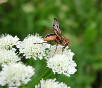 Tachinide Ectophasia crassipennis