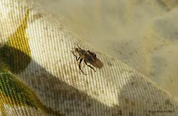 Empis pennipes