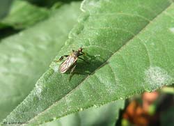 Empis pennipes