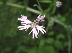 Empis sp.