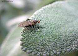 Empis pennipes