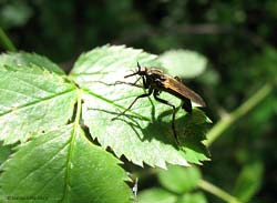 Dittero empididae