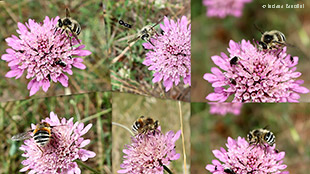 Fallenia fasciata