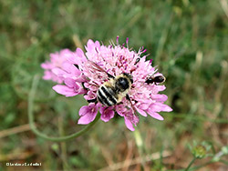 Fallenia fasciata