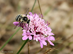 Fallenia fasciata