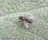 Gastrolepta anthracina