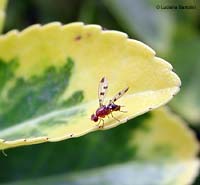 Geomyza tripunctata