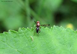 Geomyza sp.