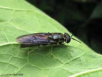 Hermetia illucens