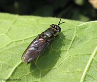 Hermetia illucens