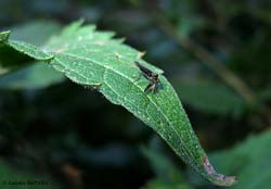 Hybotidae sp.