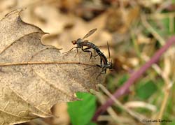 Hybotidae sp. in accoppiamento Hybotidae sp. in accoppiamento