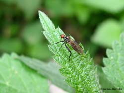 Dittero Hybotidae sp.