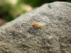 Lauxaniidae