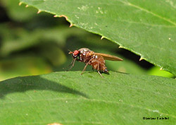 Calliopum sp.