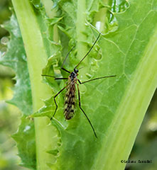 Limoniidae