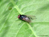 Lonchaeidae sp.