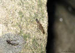 Lonchopteridae sp.