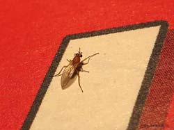 dittero Lonchopteridae sp.