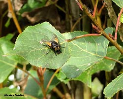 Mesembrina meridiana