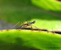 dittero Micropezidae
