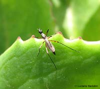 Micropezidae un dittero dalle gambe lunghe