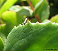 Micropezidae