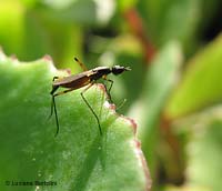 Micropezidae, un piccolo dittero
