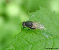 Minettia longipennis