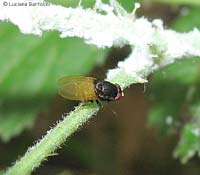 Minettia longipennis
