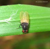 Minettia longipennis un dittero di due colori