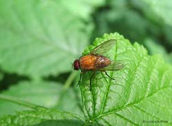 Phaonia pallida