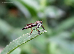 Neomochterus sp.