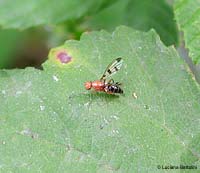 Geomyza tripunctata