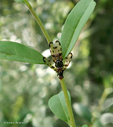 Otites jucunda Otites jucunda