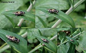 Oxycera leonina - Stratiomyidae 