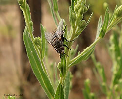 Peleteria varia