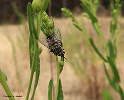 Peleteria varia