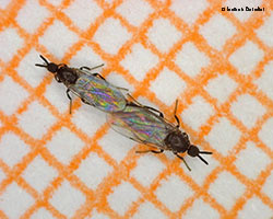 Piccolissimi ditteri Scathopsidae in accoppiamento