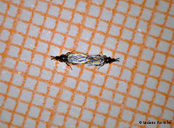 ditteri Scathopsidae ditteri Scathopsidae