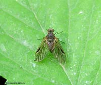 Dittero Rhagionidae