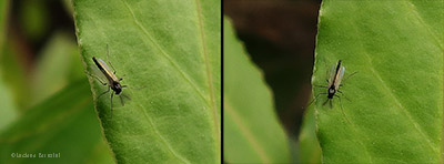 Piccolo Chironomide nero