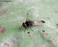 Platypezidae sp.