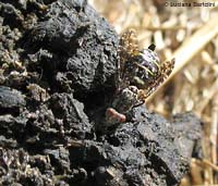Platystoma seminationis sullo sterco