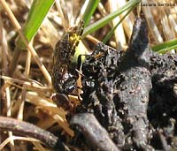 Platystoma seminationis