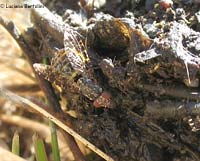 Platystoma seminationis