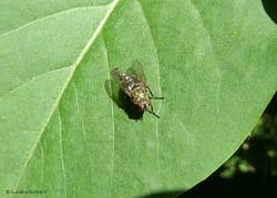 Pollenia sp.