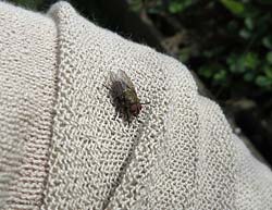 Dittero Pollenia rudis