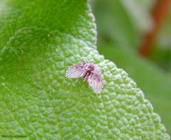 dittero Psychodidae