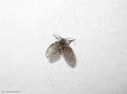 Psychodidae